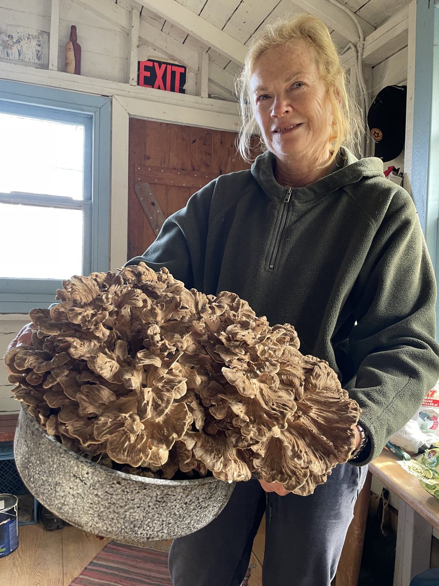 My sister with an impressive Hen of the Wood mushroom she foraged this morning #Thanksgiving #FallHarvest