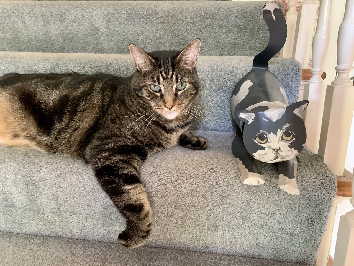 WillMansfield's tweet photo. The Stig says happy #Caturday. He’s the one on the left. https://t.co/WQX5FtQHks