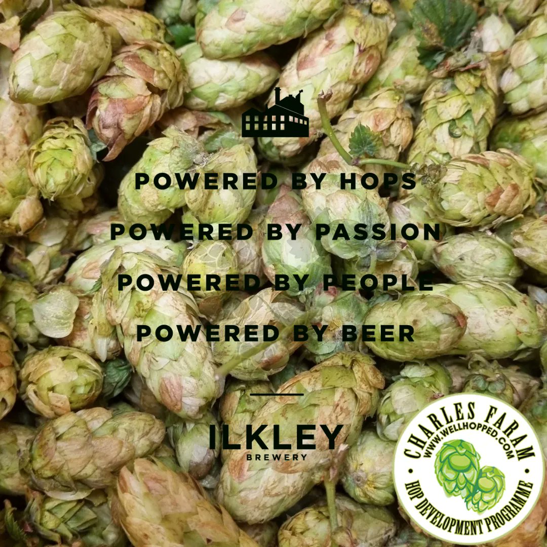 Ilkleybrewery's tweet photo. Fresh out of tank, with hops fresh from the field. We brewed with @CharlesFaram Harlequin hops from this year's harvest, and our beer, Harley Quinn, is out and tasting... FRESH!

#greephop #poweredbyhops™ #poweredbybeer™ #hopharvest #freshhop #greenhopbeer #ukhops #britishhops https://t.co/jm1QT6TOo4