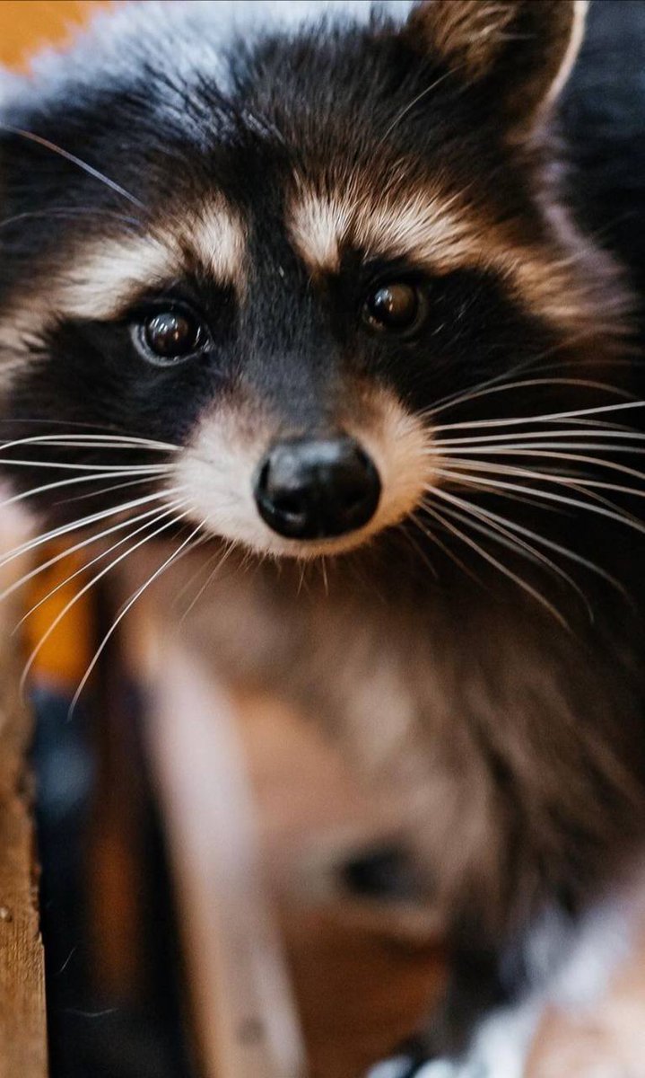 <a href="/IT_Chetumal/">TecNM - Chetumal</a> Felicidades a nuestra #AlmaMater el <a href="/IT_Chetumal/">TecNM - Chetumal</a> #OrgullosamenteITCH  <a href="/ComunidadTecNM/">ComunidadTecNM</a>  #FraternidadMapache <a href="/mapachestec/">@MAPACHESTec</a> por su #CLVIIAniversario <a href="/60_maldonado/">Carlos Maldonado P</a> <a href="/LigiaSierraA/">Ligia Sierra Aguilar</a> <a href="/manuel8canul5/">Manuel Alberto Canul</a> <a href="/alain_ma/">Alain Matos Argüelles</a> <a href="/AremyBasto/">Resitva</a> <a href="/cleiveryam/">Cleiver Yam Navarro</a> <a href="/fermin_carrillo/">Fermín Carrillo</a> <a href="/Pepecasti/">Jose Castillejos</a> <a href="/FLOTAFRANCISCO/">FRANCISCO FLOTA</a> <a href="/Normapoot/">Norma E. Poot Lima</a>