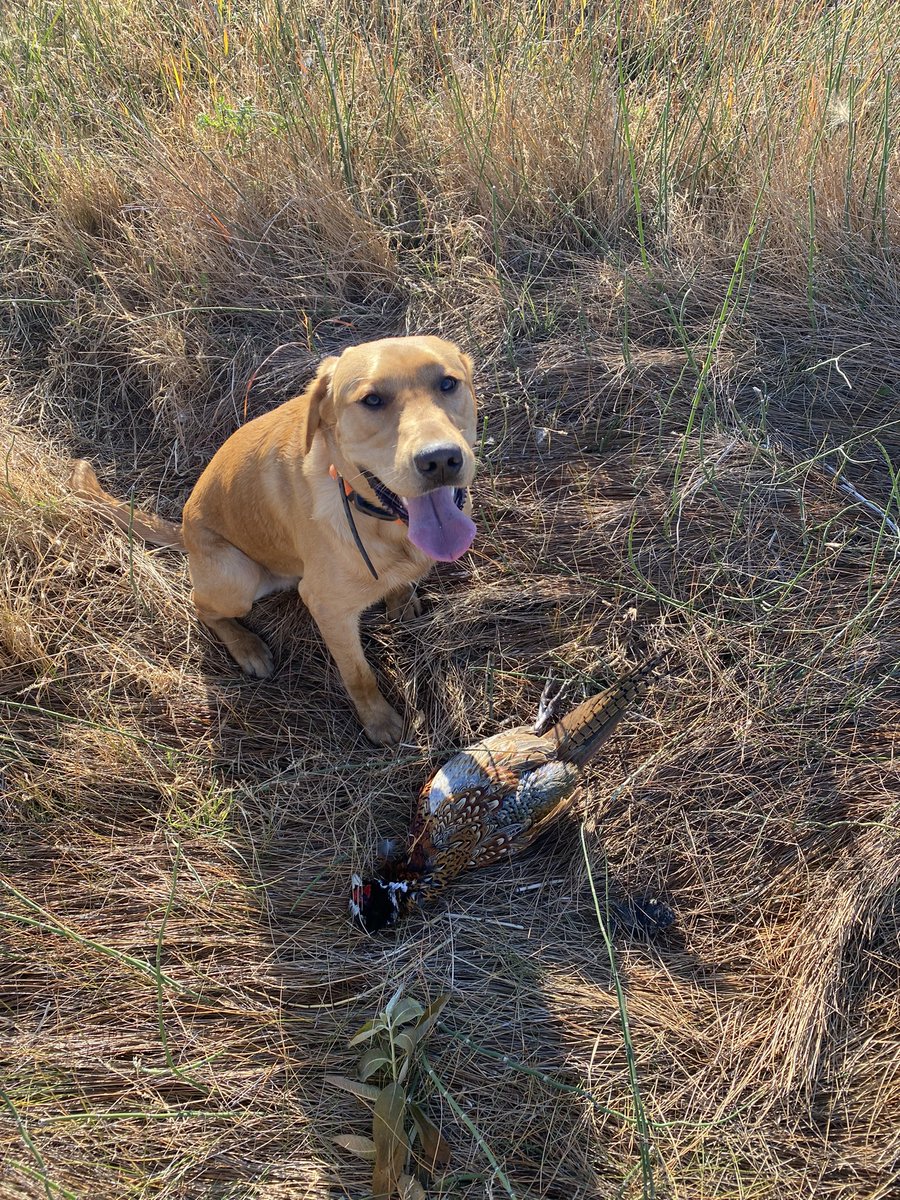ProudGroverDad's tweet photo. First pheasant. #puppycash https://t.co/71653ZWOkn