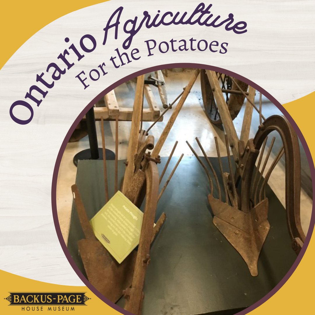 BackusPageHouse's tweet photo. #SaturdaySighting
The settlers grew a lot of root vegetables, like potatoes, and they needed a very different set of tools from grains, vines, etc. Here you can see the funky ends of our potato plows!
#BackusPageHouse #OnAgWeek #DiscoverON #History #Museum #Farming #Potatoes https://t.co/bXmeX0D4Zi