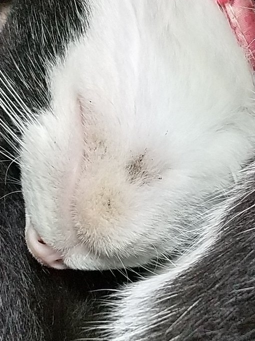 たーちゃんのコレは・・・あごニキビなのかな😓😺。 