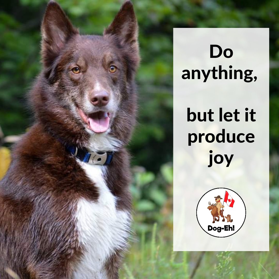 DogEhOfficial's tweet photo. What are you doing today to produce joy?
#producejoy #doanything #doitwithjoy #lifequotestoliveby #saturdaymotivation #motivationalquotes #fordoglovers #dogloversquotes #dogeh https://t.co/dC2sQ3yms6