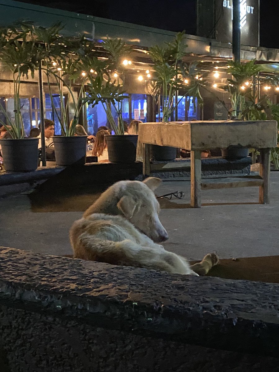 yanihatesu's tweet photo. hello! especially sa mga nasa elbi / near uplb. hihingi na ako help dito na irescue ‘tong dog. nasa elbi square lang sya and im sure nakikita nyo rin sya pag umiinom kayo :’(

i’m willing to help find funds and also adopt. need ko lang talaga help sa transpo and vet! https://t.co/xxvw77d87a