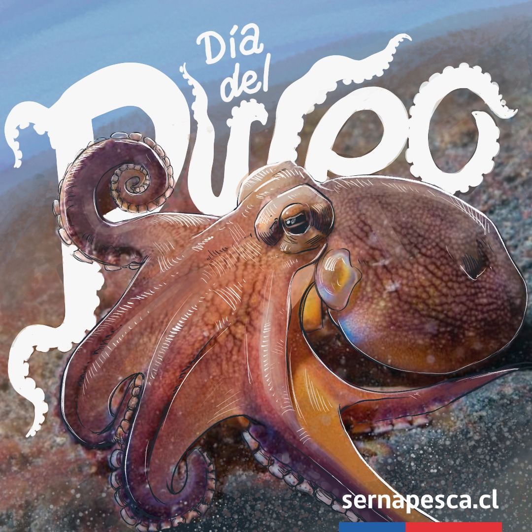 chungungoSNP's tweet photo. Hoy es el #Díadelpulpo y no, no me refiero a hacer mil cosas a la vez 🤣 sino a la especie de moluscos octópodos de grandes tentáculos🐙. En Chile tenemos al del norte y al del sur y los perlas tienen largas vedas próximamente (quien fuera ellos, jajaja). ¡A cuidar este recurso! https://t.co/2LkreAZLIF