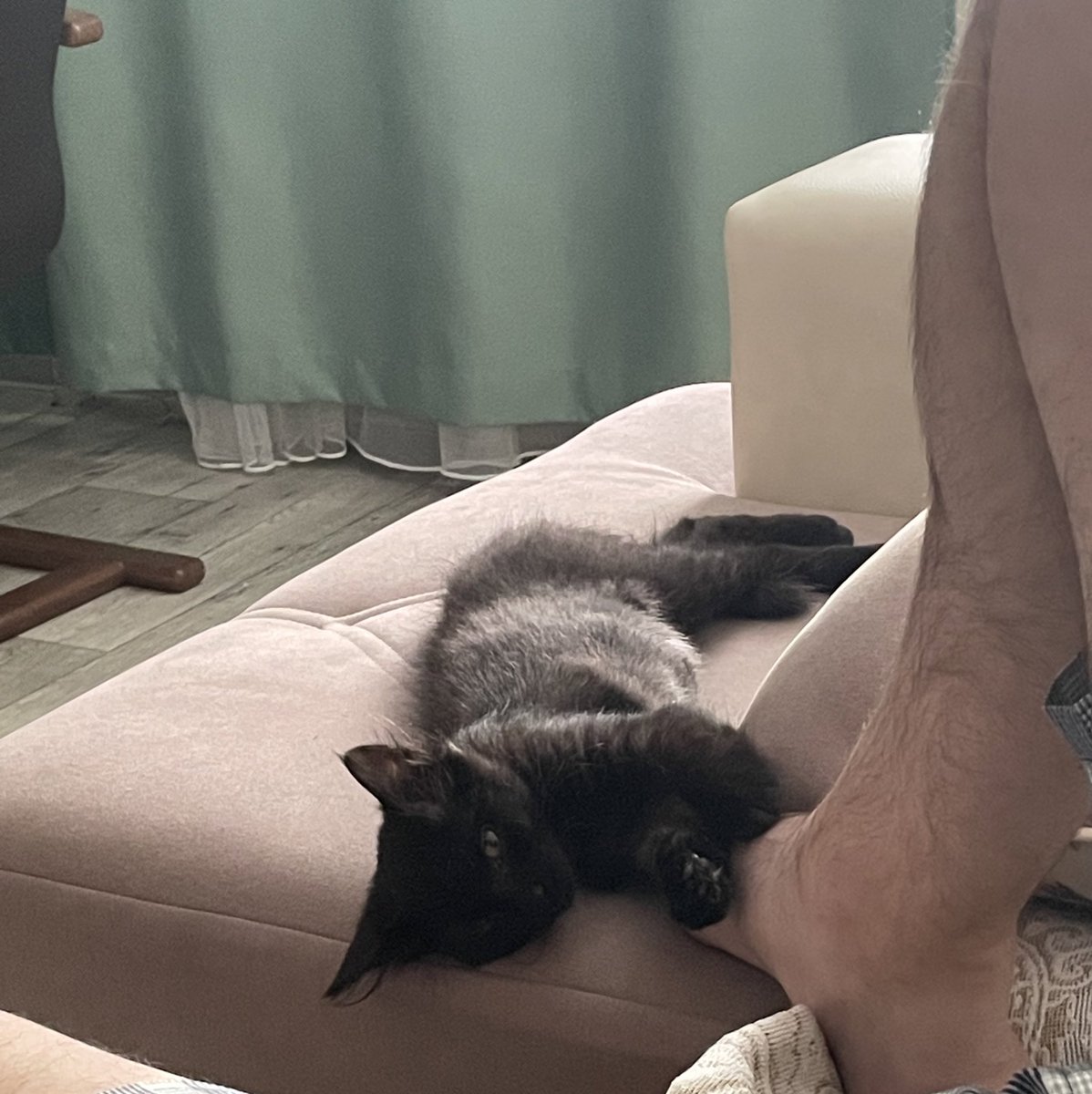 coord1lite's tweet photo. Это Носферату (носик) 
Мы его очень любим. 
Живем уже неделю вместе, но все ещё волнуюсь, что могу сделать что-то не так 🤌 https://t.co/jJARxrB0qo