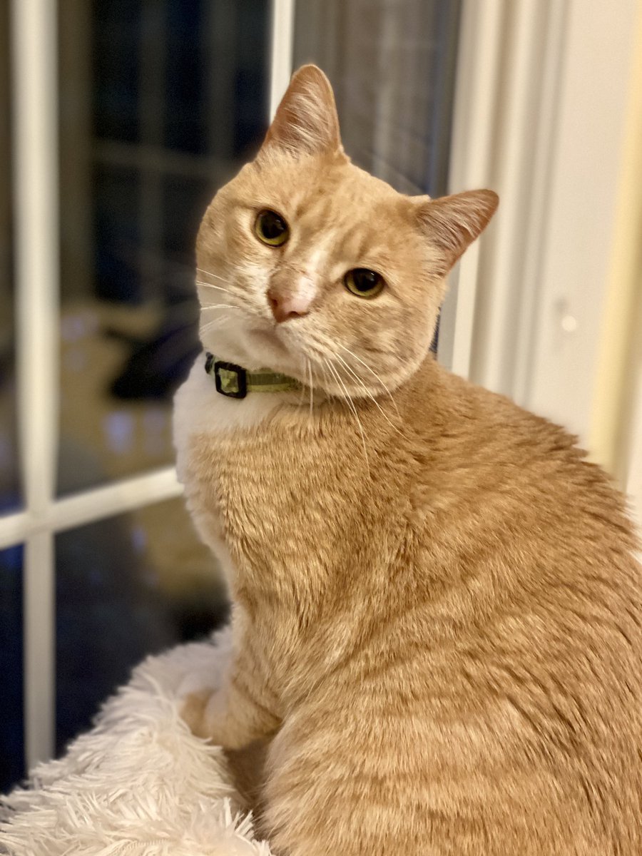 SixCatsOnePup's tweet image. It’s my Gotcha Day today #CatsOfTwitter After running the streets of New York City for two years, losing a few teeth, and fighting to stay alive daily, I found my forever home.