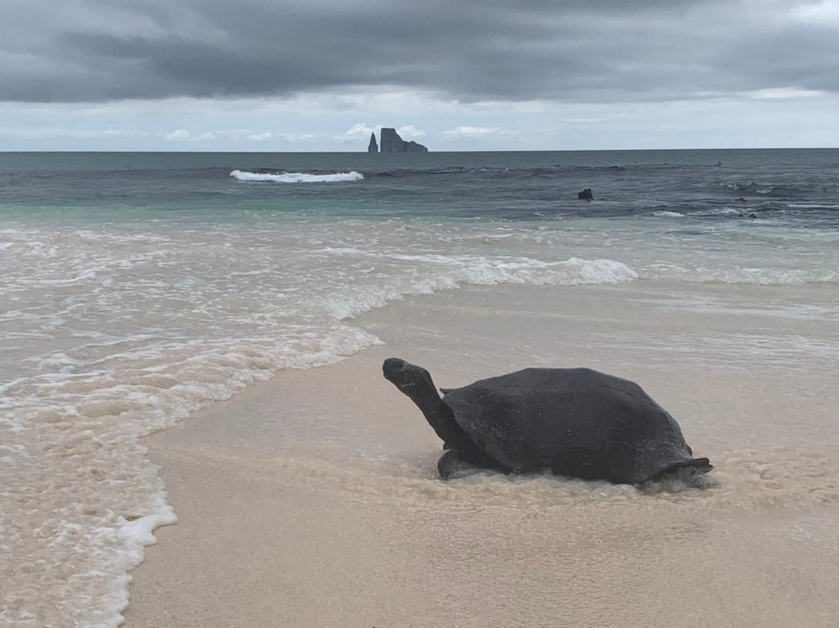 Get Inspired tweet media