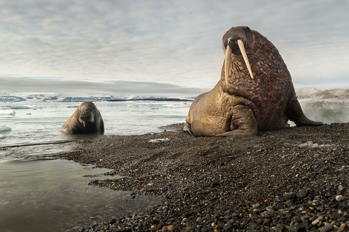 clicksaveplanet's tweet photo. gm

Walruses, Svalbard, Norway. https://t.co/DhHhupD59p