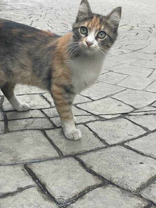 This angel is down my road, first time I saw her she was so scared to let me touch her, just now she