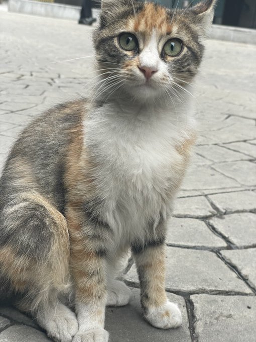 This angel is down my road, first time I saw her she was so scared to let me touch her, just now she