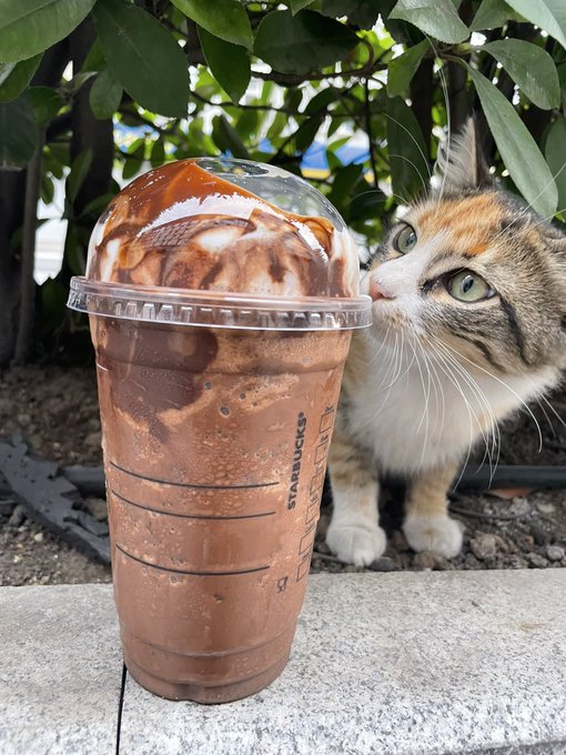 This angel is down my road, first time I saw her she was so scared to let me touch her, just now she