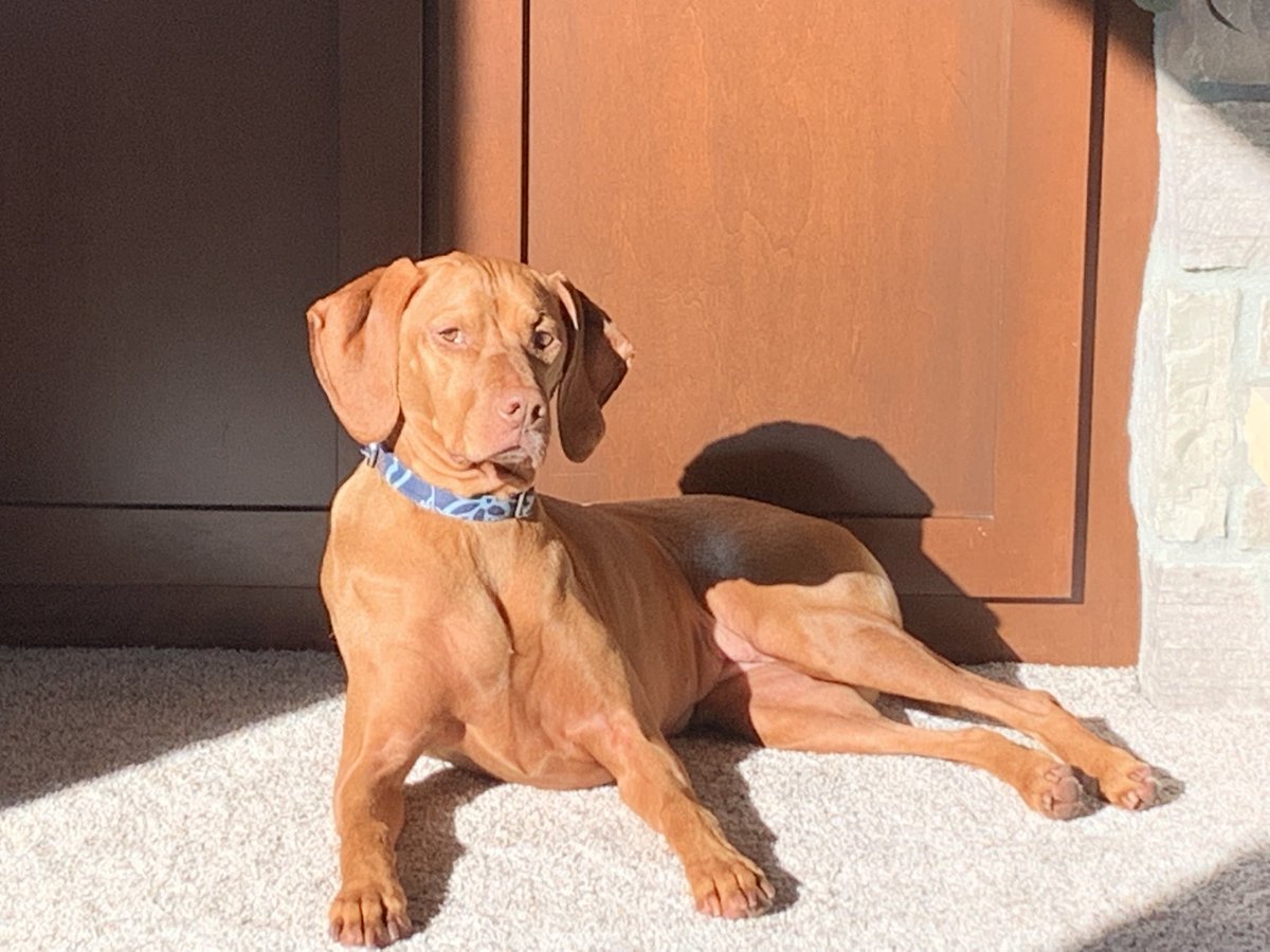 KelliGrasse's tweet photo. She will always find a spot in the sun. Her favorite spot. #vizsla https://t.co/WrNrdOOdWl