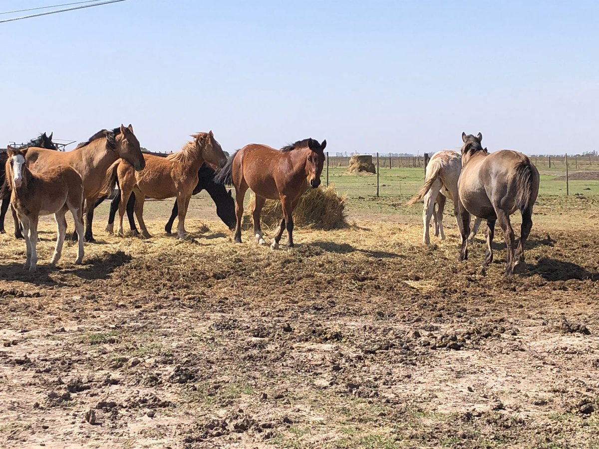 GamesofTurtle's tweet image. #Got, #moments selection: 

Looking for #Shadowfox 

#cordoba #ranch #horse #grandcounty #cattle #gather #bigcountry #nature #greenhorse #horses #beauty #peace #happy #work #best #life #family #friends #dnd #gamesofturtle #lotr #d20 #dungeonsanddragons #argentina #andalas