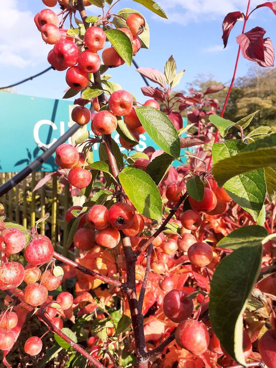 Stephen H. Smiths GC tweet media