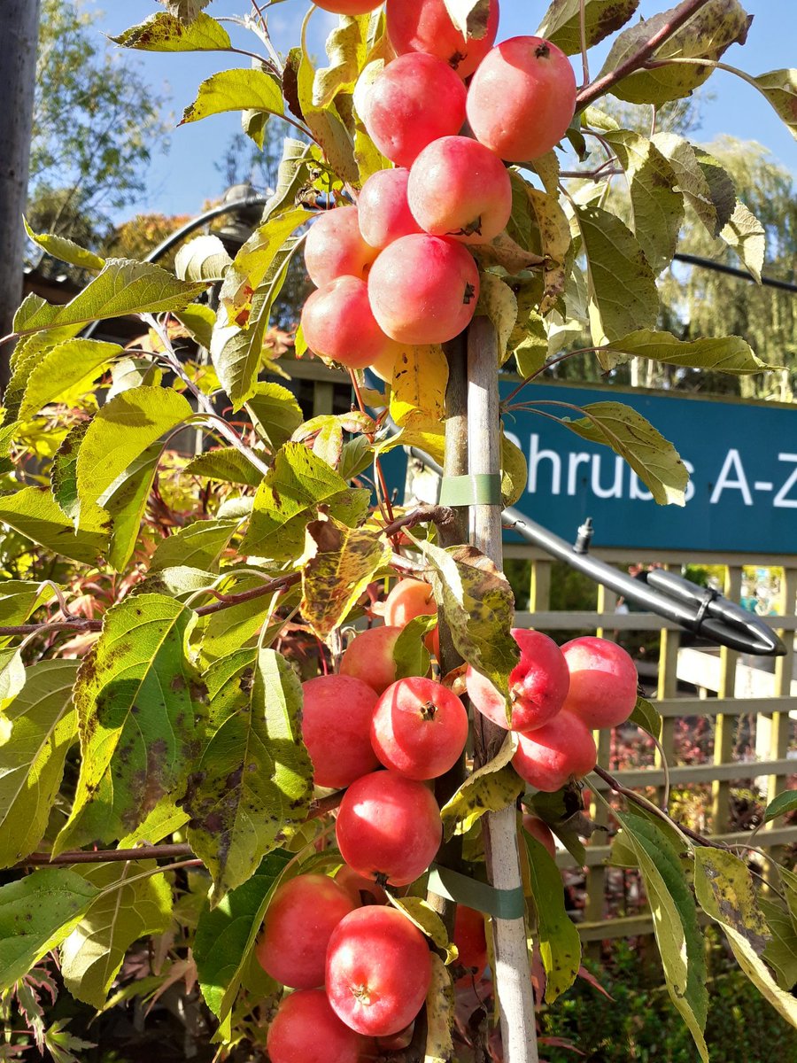 Stephen H. Smiths GC tweet media