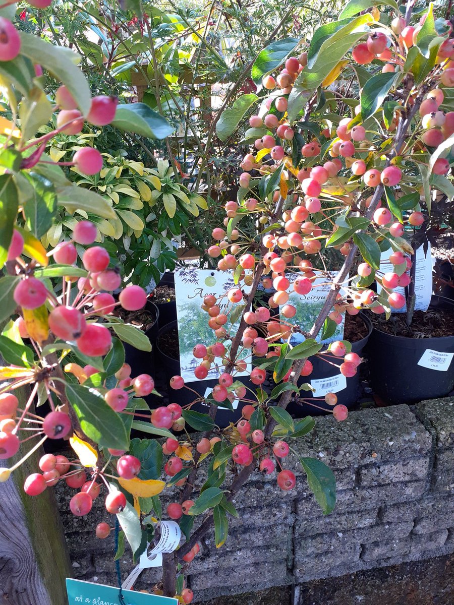 Stephen H. Smiths GC tweet media