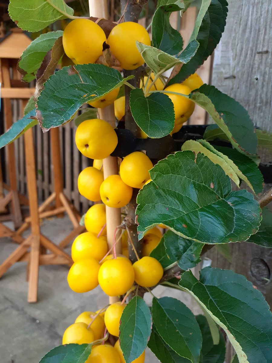 Stephen H. Smiths GC tweet media