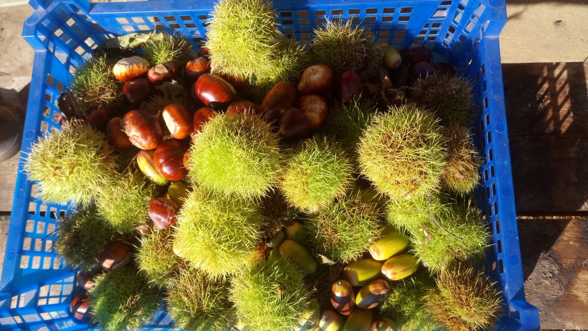 SuffolkTrees's tweet image. #seedgatheringseason #TreeWardens #communitytreenurseries - had a breezy week? Get out this weekend and collect some fallen seeds for sowing. Sweet chestnuts (not horse chestnuts) in Debenham #Suffolk ⁦@WoodlandTrust⁩ ⁦@SWTWildFarms⁩ ⁦@TheTreeCouncil⁩