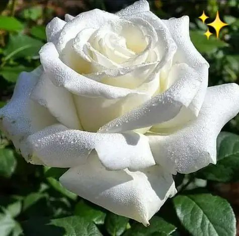 A los 55 años de su caída en Bolivia, rendimos homenaje a ese gran hombre, porque el Che sigue estando presente en el sentir del pueblo cubano"Hasta la victoria siempre"🇨🇺 <a href="/cubacooperaven/">Brigada Médica Cubana en Venezuela</a> <a href="/Cubacooperabol2/">Brigada Médica 🇨🇺 Bolívar🇻🇪</a> <a href="/AdanVillavicen5/">Adan Villavicencio Guzmán</a>  
<a href="/BicentenarioBo/">CDI Bicentenario</a> 
<a href="/TapiaRigel/">Rigel Tapia Torres</a> #che