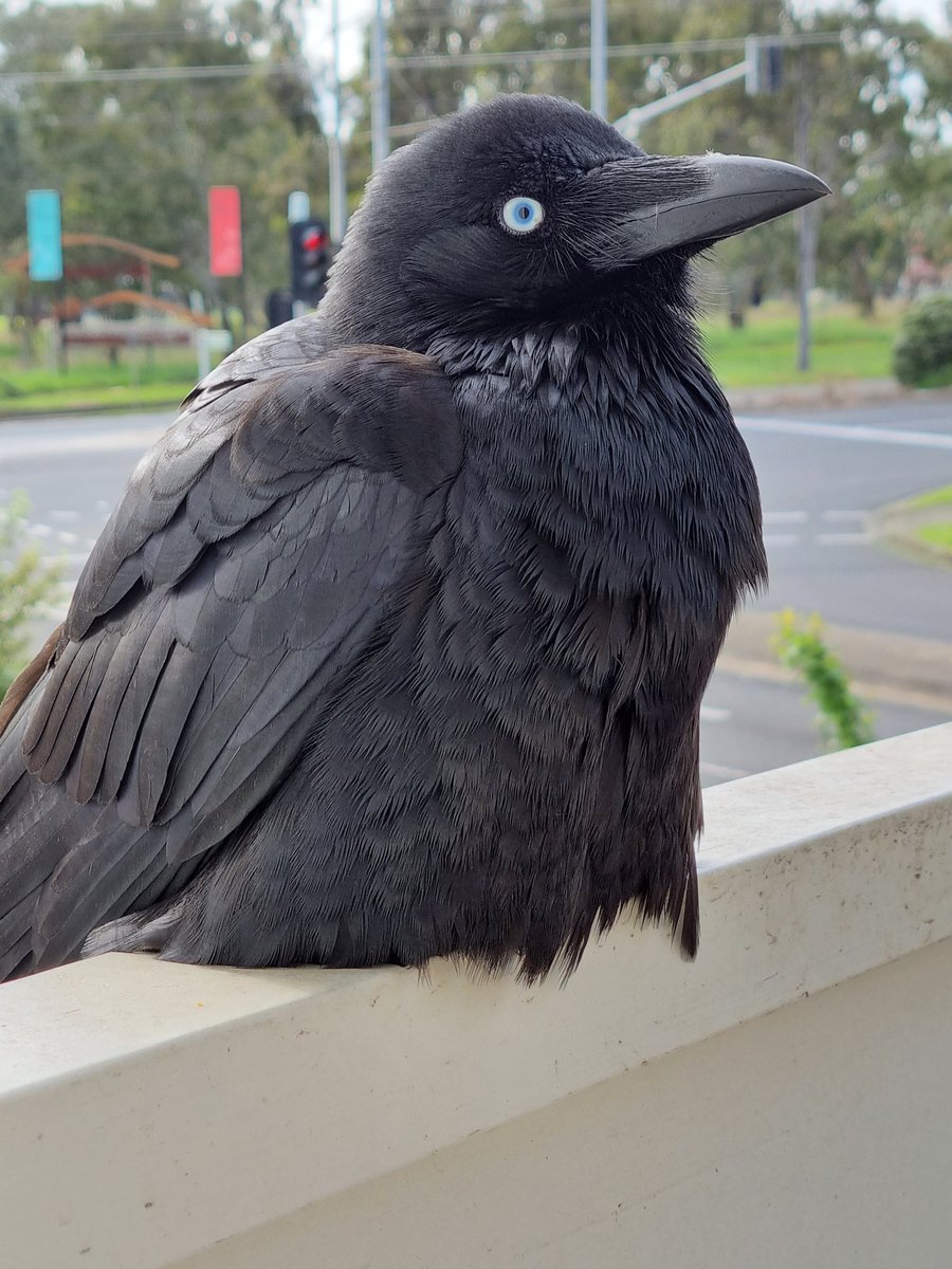 This lil' lad is Crowley!
He wants you to know he is very floofy, that is all

Submitted by <a href="/Kagey_Bee_/">Kagey</a>