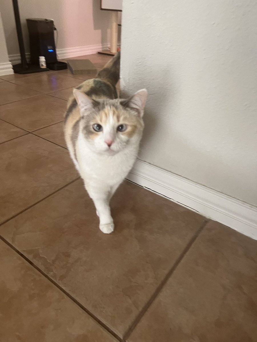fatfatpankocat's tweet photo. Good morning panko cat https://t.co/dSD8iKyIsB