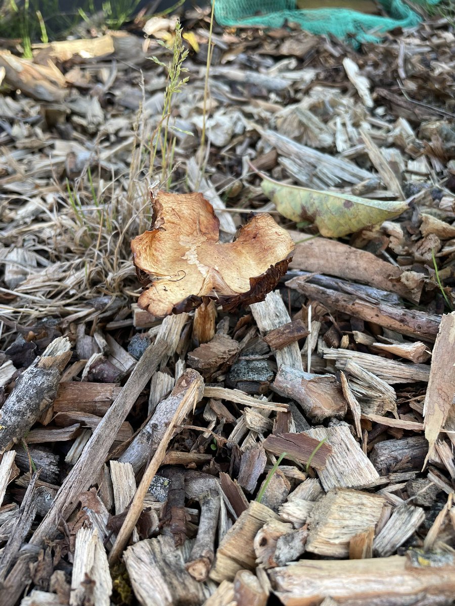 a1exsouthern's tweet photo. Happy #fungusday @Dr_Emma_T https://t.co/cLif6pIhhY