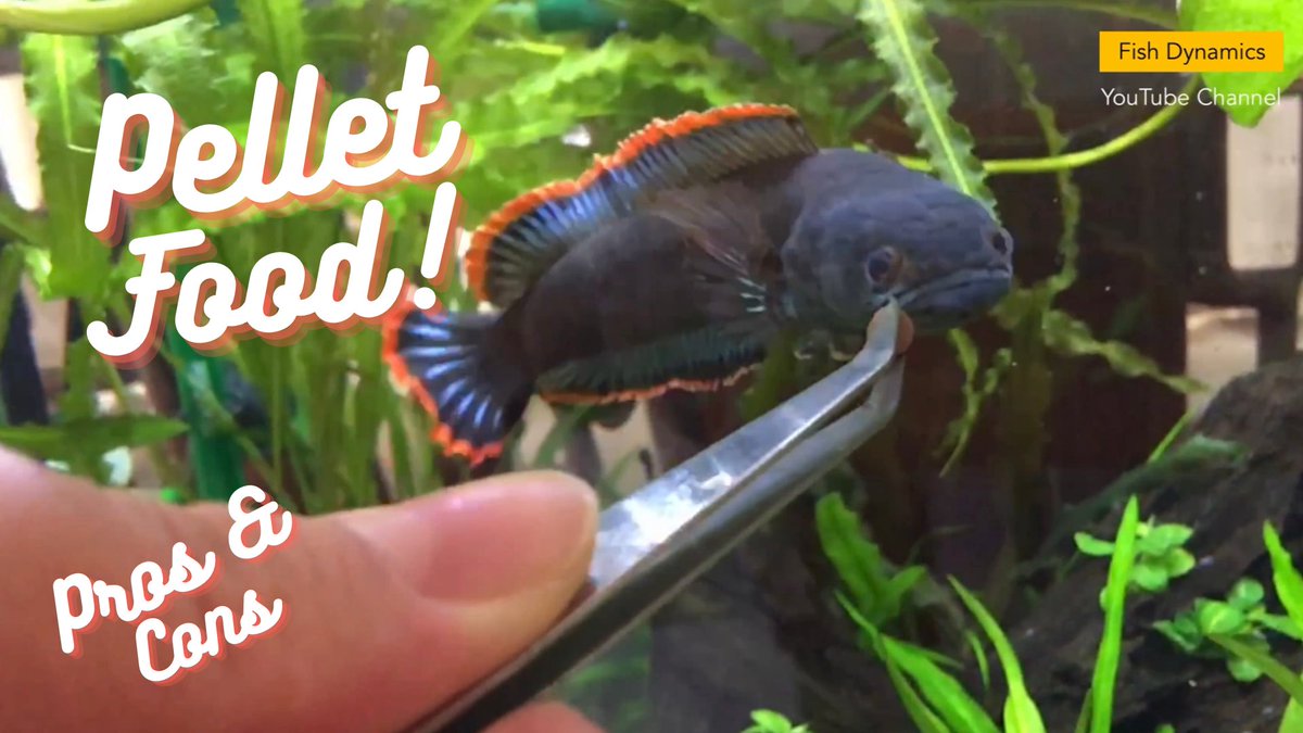 Fish_Dynamics's tweet image. New YouTube Video Upload #arwana #arowana #channa #channabarca #aquarium #monsterfishkeepers