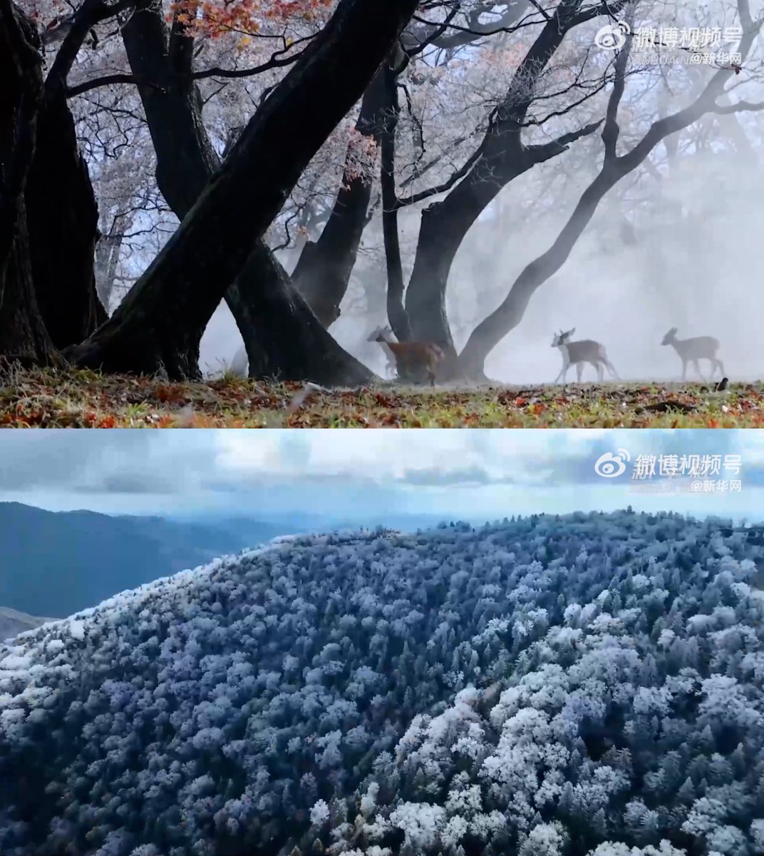 zlj517's tweet photo. Autumn scenery:
🚩Rime-covered trees in Jilin
🚩Snow-covered Arxan City in Inner Mongolia
🚩Coastal highway under construction in Hainan
🚩Agriculturally based tourism in Guizhou https://t.co/duvu0fG9ym