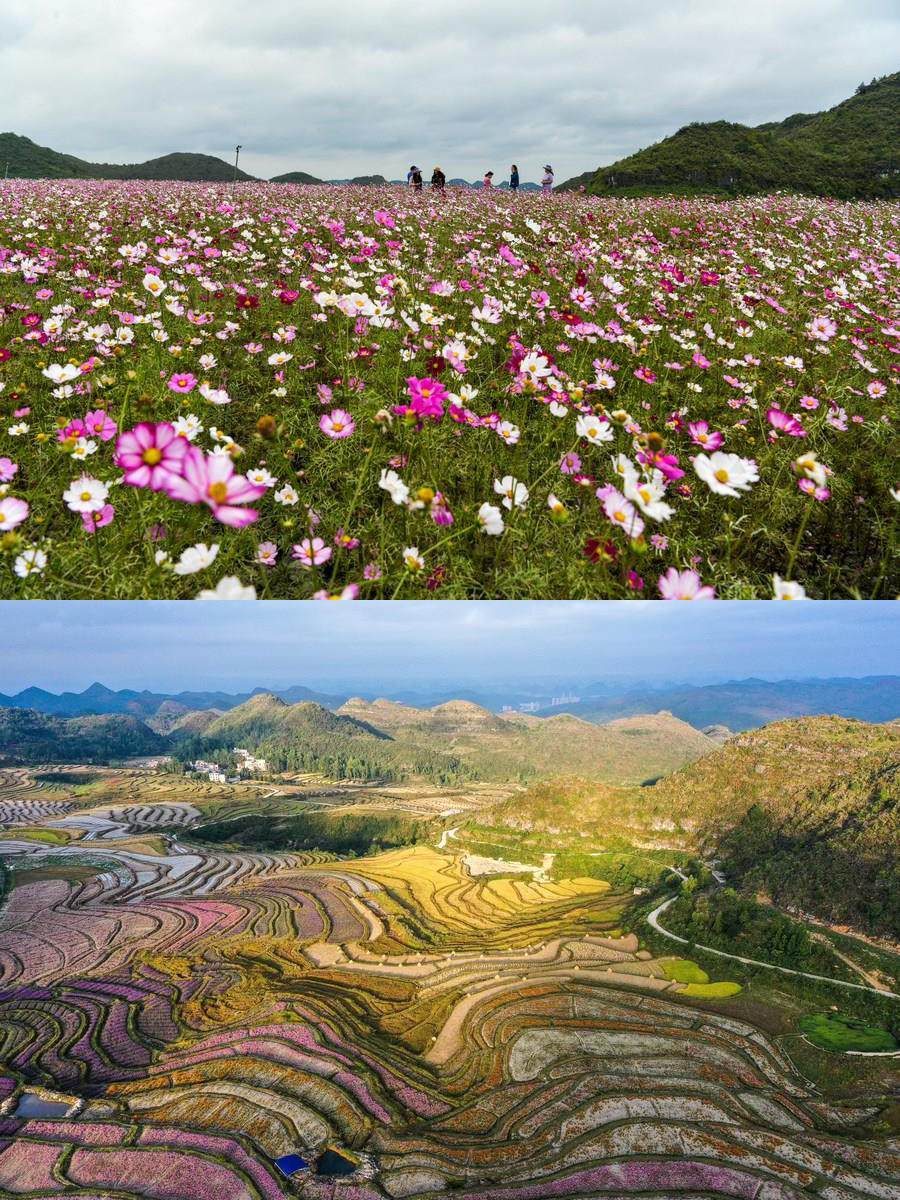 zlj517's tweet photo. Autumn scenery:
🚩Rime-covered trees in Jilin
🚩Snow-covered Arxan City in Inner Mongolia
🚩Coastal highway under construction in Hainan
🚩Agriculturally based tourism in Guizhou https://t.co/duvu0fG9ym