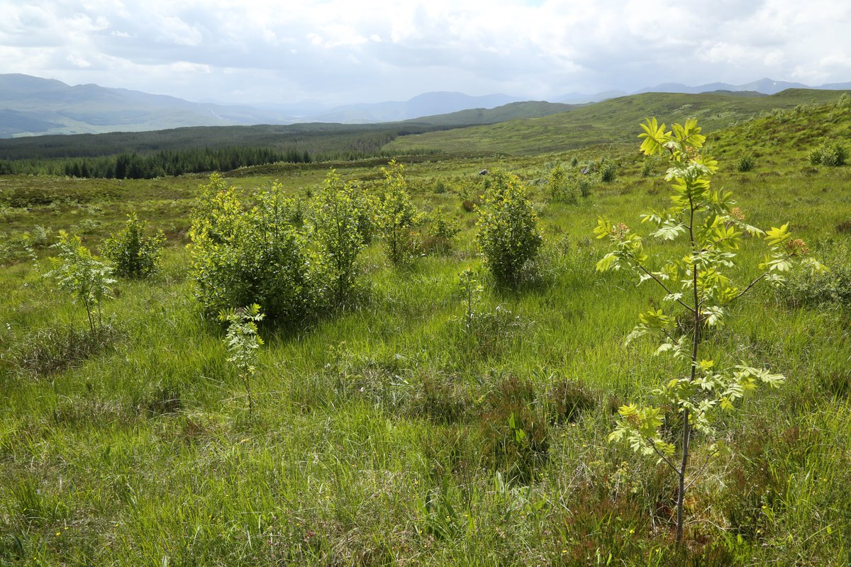 A huge thank you to everyone who has supported our rewilding work in the Scottish Highlands💚 Your donations help us continue to restore the Scottish Highlands through assisted natural regeneration, tree planting and the reintroduction of key species. treesforlife.org.uk/support/donate/