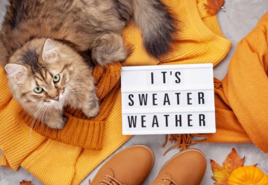 Sweater weather is officially here! Wishing a happy autumn to all of our wonderful patients :)

#October #Fall2022 #AsleepforDentistry #BurlingtonDentist