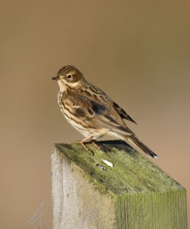 Grey Wagtail &amp; Green Sandpiper Ludwell Valley Exeter.Meadow Pippit and Robin Exminster Marshes. <a href="/RSPBExeEstuary/">RSPB Exe Estuary & Darts Farm</a> <a href="/TurfLocksPub/">TurfLocksPub</a> @Exeter_Hour <a href="/DevonBirds/">Devon Birds</a> <a href="/wildlife_devon/">Wildlife In Devon</a> <a href="/kwife/">Em</a> #exeter #birdwatching #nature