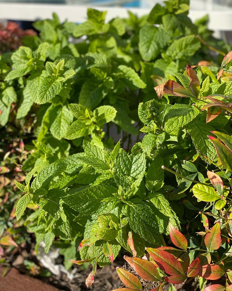 ObloBar's tweet photo. Now growing our own mint 😉 #mojito #herbgarden #supafresh #minty #cocktails #saturdayafternoon #sunshine☀️ #laidbackvibes #oblobareyemouth #drinkeatshop https://t.co/0KwjOFzUxX