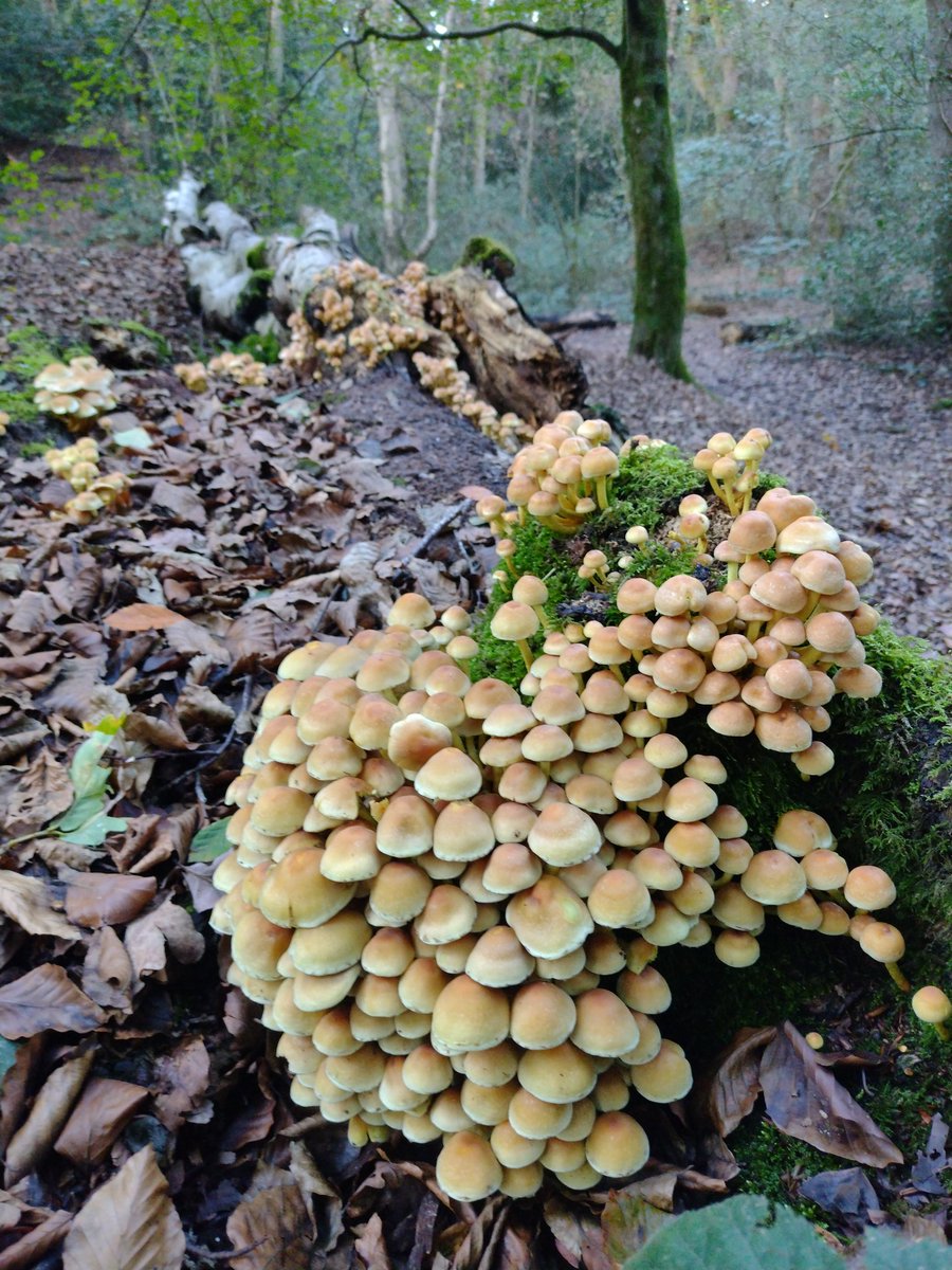 lukaslarge's tweet photo. Some spectacular Sulphur Tufts in Norton Covert for UK fungus day https://t.co/swrlh8Pnpj