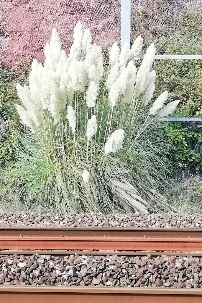 Vics_Echidna's tweet image. My favourite end of #Teignmouth beach 😎 Much quieter as you move north, away from the pier. East facing beach so you feel the strong heat of the 🌅 Pampas grass on the 🚅 line looking fine too 🌾#MoveMore #Nature 💚