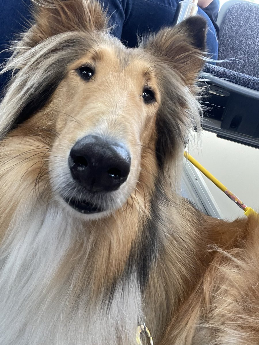 I’m on my way to Alabama! ✈️🐾