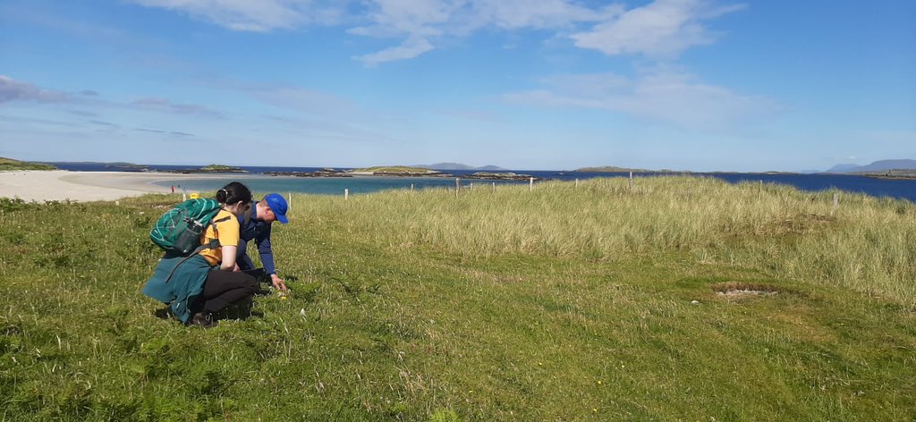 Lovely memories of working in Connemara, Co. Galway over the summer! Nice fitting photos of a nice coastal grassland by Glassilaun Beach for #PeopleInGrasslands #GreatIrishGrasslands @GrasslandsIrl. It’s a pity I can’t find a photo of the most diverse section of it!