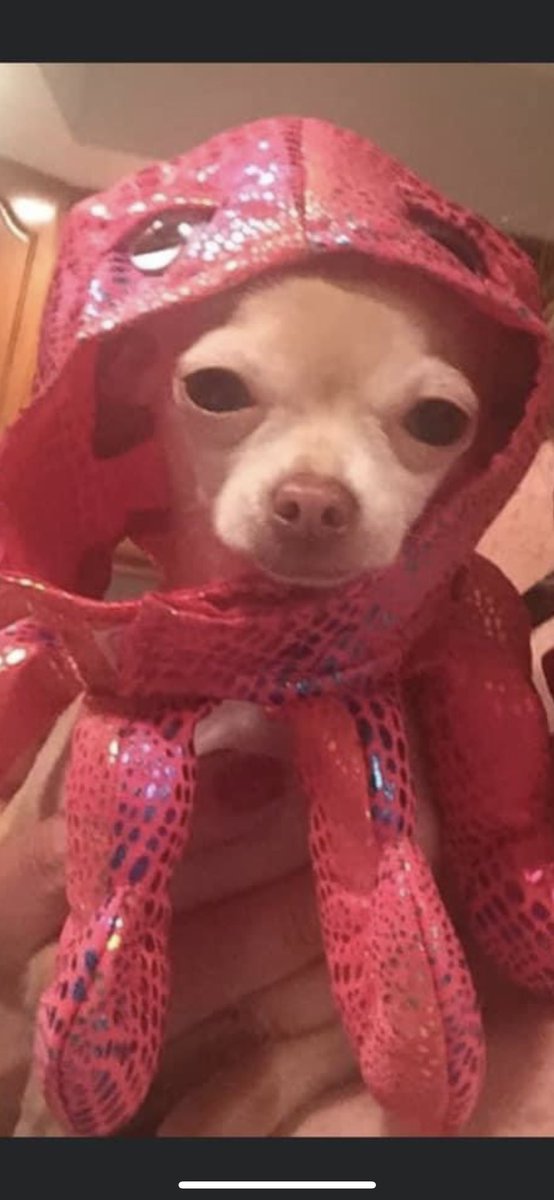 YADIandLOUIE's tweet photo. Happy #InternationalOctopusDay 🐙 #Chihuahua #SaturdayVibes #Dogs https://t.co/F2ZMyvsipy