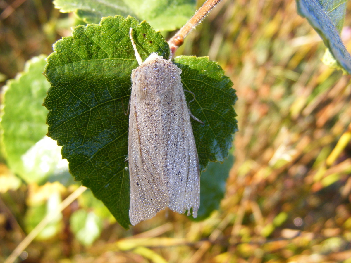 Wat een leuke soorten vlinders vandaag!
In de vlinderval een Diana-uil (nieuw voor ons in #Soest) &amp; een Roodstreepspanner en in het Soesterveen een Herfstrietboorder, die hadden we sowieso nog nooit gezien. @Natuurmonument <a href="/StefvanHelmondt/">Stef</a> @Tim_vandenBroek <a href="/vlinderNL/">De Vlinderstichting</a> <a href="/waarneming/">Waarneming.nl</a>
