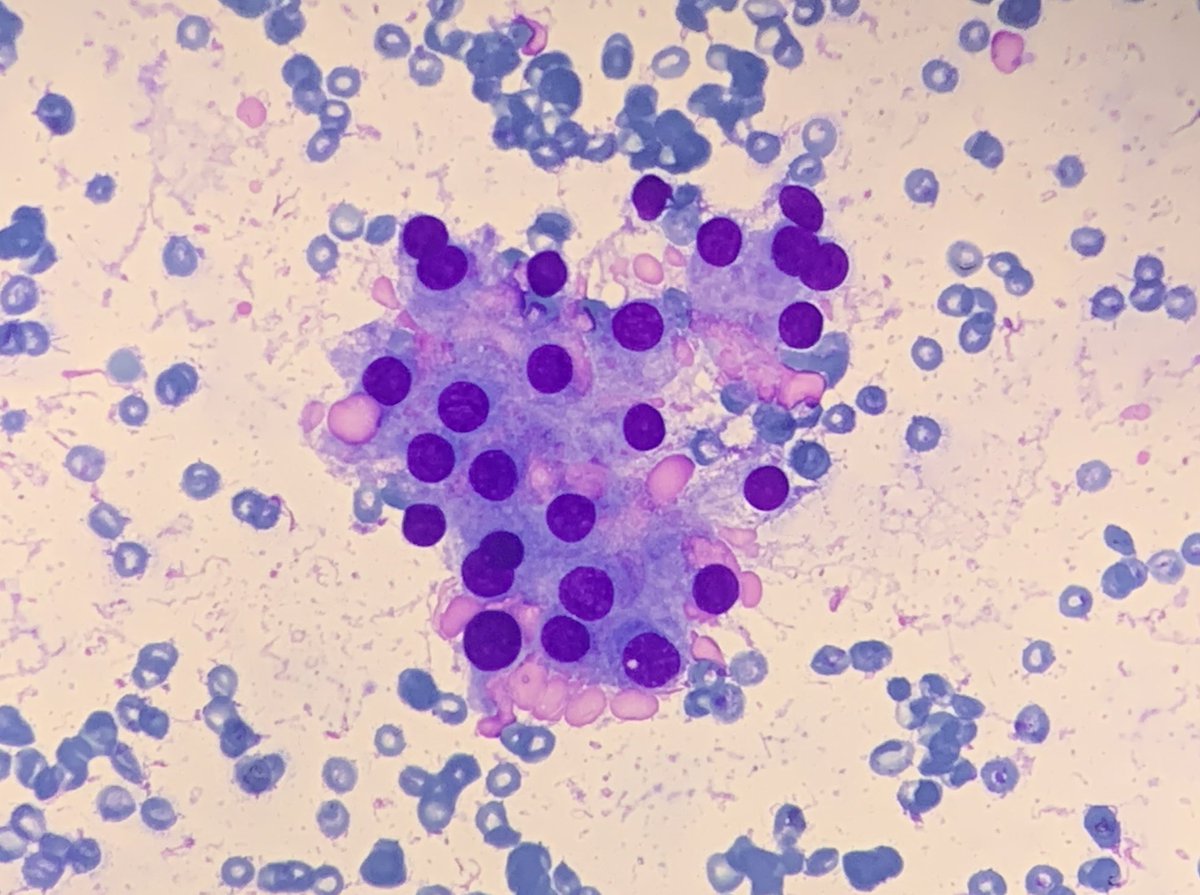 Guess what are these beautiful cells?