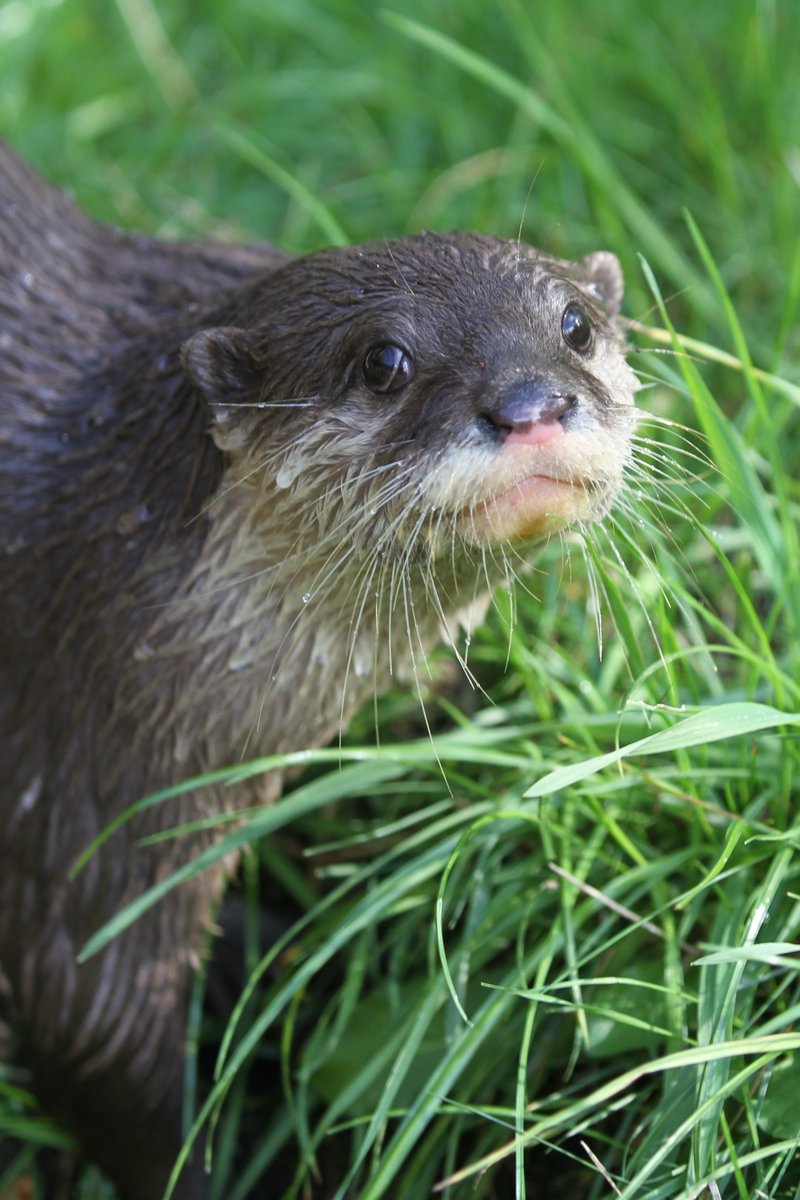 What's that? You OTTER check out our charity's job vacancies THIS WEEKEND because some applications close on Monday?! Right then - best get to it if you want to work at the zoo for @rzss marketing, gardens, caretaking or communications 👉 rzss.org.uk/job-vacancies