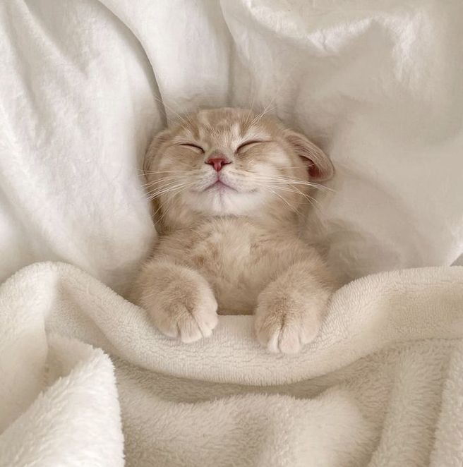 หนูจาปายนอนแย้ะ เด้วพรุ่งนี้หนูจามาแจกความสดใสใหม่ จุ้ดไน้น้าคะ หฝันลุกอมม🍭🍭🍭🍭