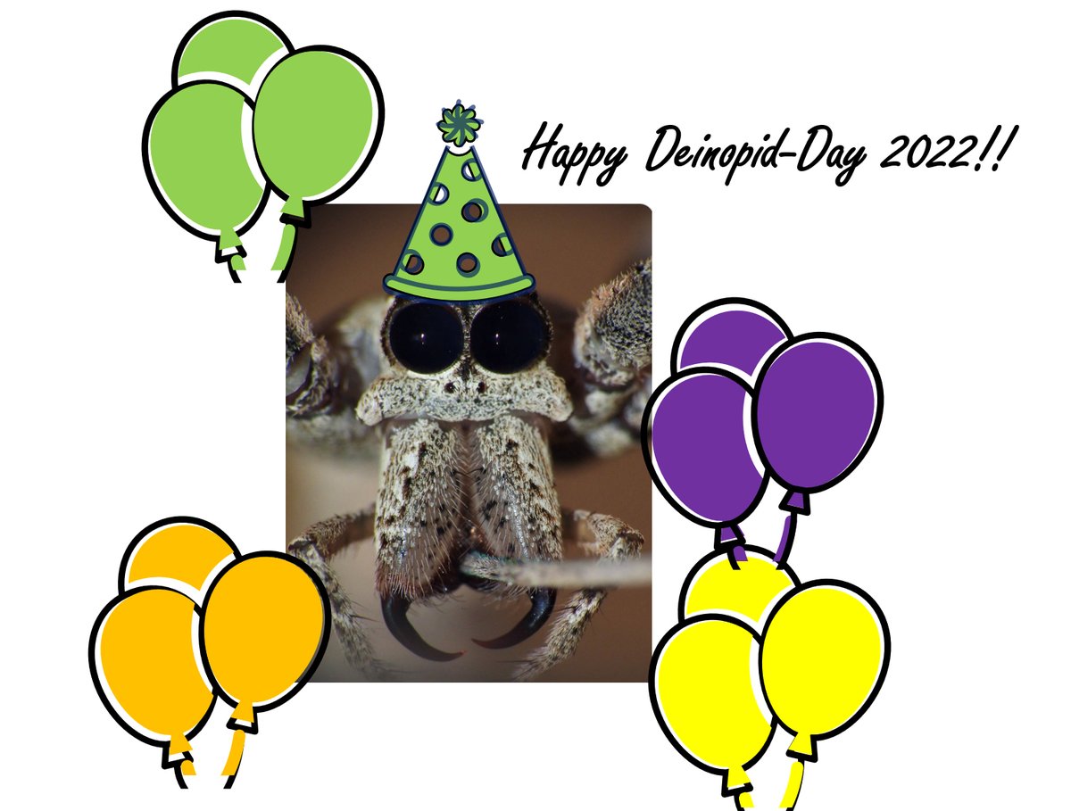 Deinopid_Day's tweet photo. HAPPY #DeinopidDay EVERYBODY!! Today we'll cover one last topic fewer people are familiar with...how insanely camouflaged most of these spiders are during the day. AND we'll reveal the answers to all the trivia questions from this past week :) https://t.co/GSqnZ9LwZZ