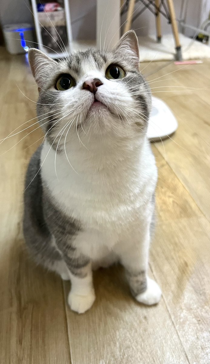 tuangok_meow's tweet photo. มาแจกความน่ารัก🤭🤭 https://t.co/o732WLH91n