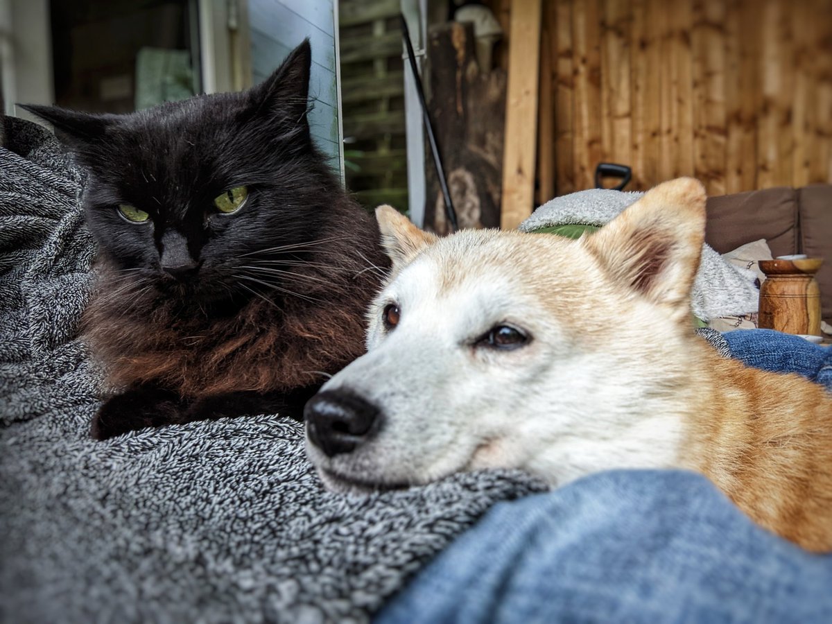 Friedeggstudios's tweet image. Happy from Freddie and Happi #Caturday @thechrisbarron