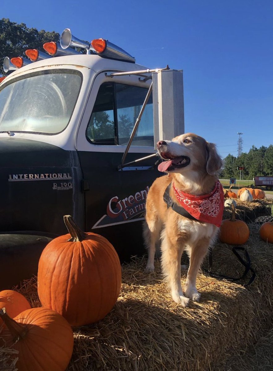 Who else is excited for fall in Chesapeake? Plan your trip today!
📸: @vicuhh
.
.
.
#Chesapeake #Virginia #fall