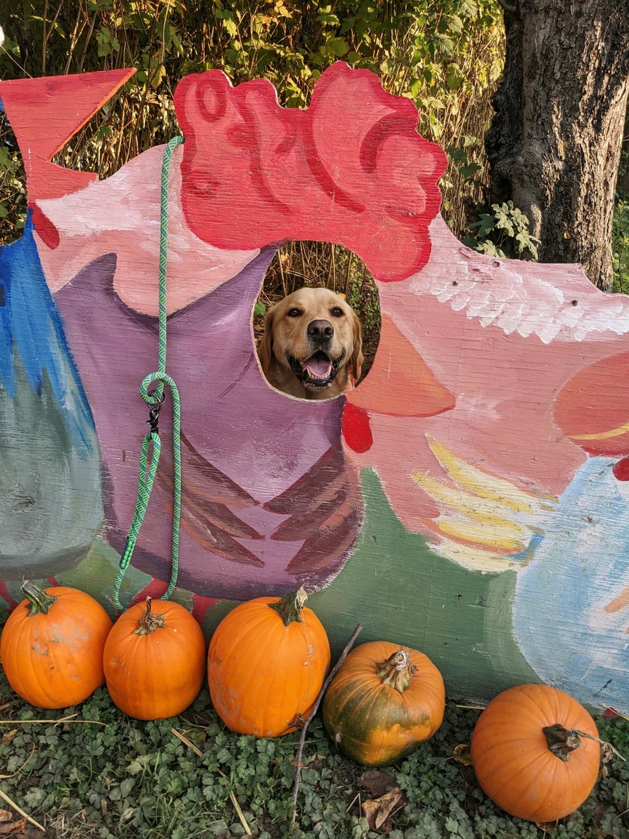 CatalystConduit's tweet image. 🎃🐎🕷️