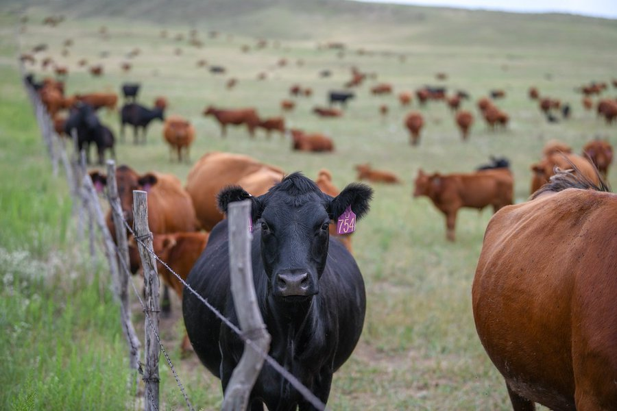 Can you invest in livestock farming if you get funds?